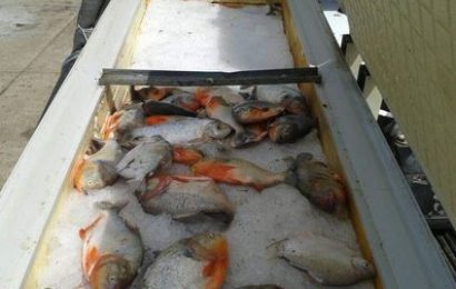 Detenidas dos toneladas de pescado fresco por funcionarios del Destacamento 342
