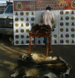 Guardia Nacional Bolivariana pone fin a los robos de ganado