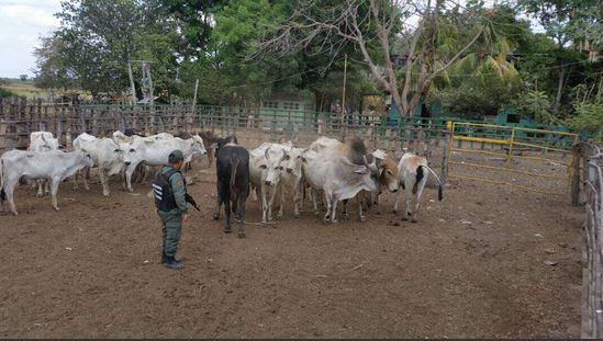 Guardia Nacional Bolivariana confisca lotes de reses en la entidad Guardia Nacional Bolivariana confisca lotes de reses en la entidad